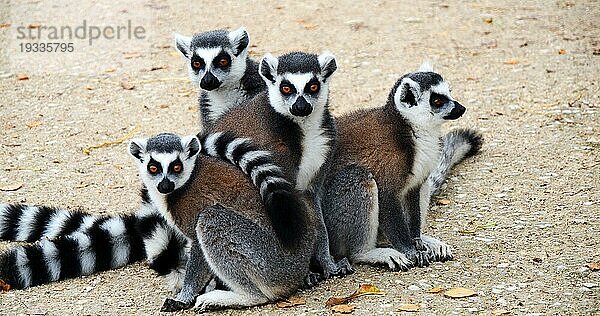 Ringelschwanzlemur  lemur catta. Gruppe Erwachsener schaut sich um
