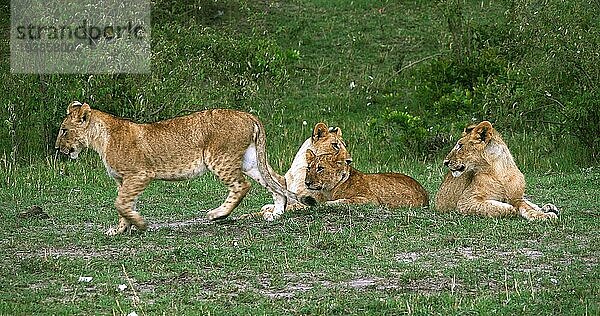 Afrikanischer Löwe (panthera leo)  Jungtiere  Masai Mara Park in Kenia