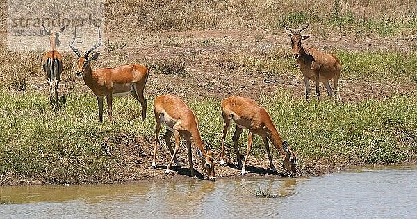 Impala (aepyceros) melampus  Gruppe stehend am Waherhole  Nairobi Park in Kenia