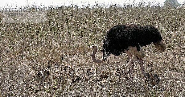 Afrikanischer Strauß (struthio camelus)  Männchen und Küken wandern durch die Savanne  Nairobi National Park in Kenia