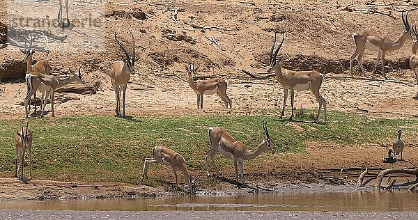 Grant Gazelle (gazella granti)  Gruppe trinkt Wasser am Fluss  Samburu Park in Kenia