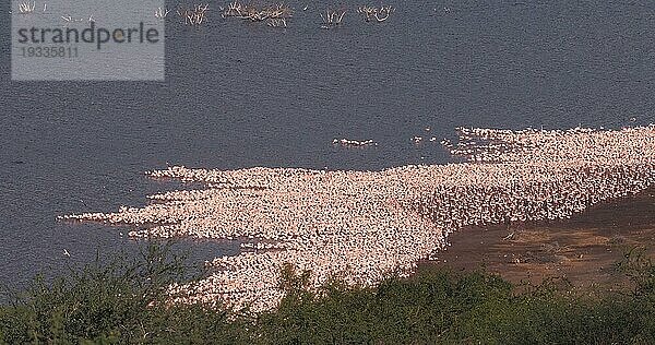 Zwergflamingo (phoenicopterus minor)  Kolonie am Bogoriasee in Kenia