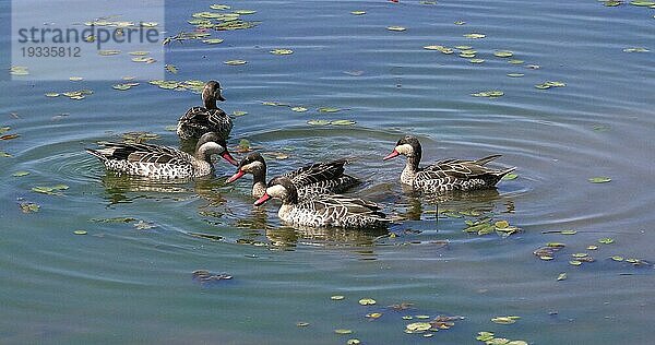 Rotschnabelente (anas erythrorhyncha)  Gruppe im Wasser stehend  Nairobi Park in Kenia