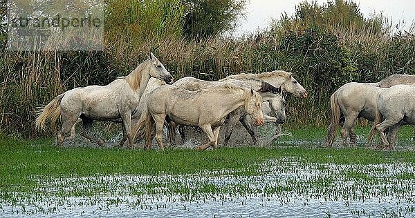 Camarguepferd Herde im Sumpf stehend  Saintes Marie de la Mer in der Camargue  in Südfrankreich