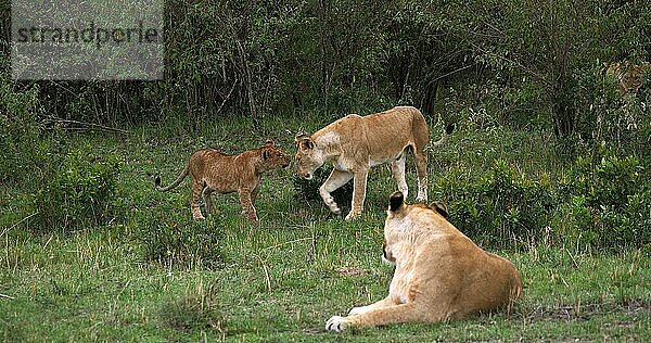 Afrikanischer Löwe (Panthera leo)  Mutter und Jungtier  Masai Mara Park in Kenia