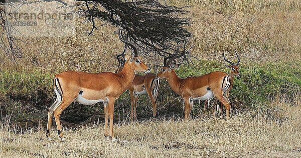 Impala (aepyceros) melampus  Gruppe von Männchen in der Savanne  Nairobi Park in Kenia