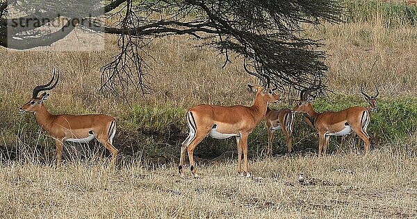 Impala (aepyceros) melampus  Gruppe von Männchen in der Savanne  Nairobi Park in Kenia