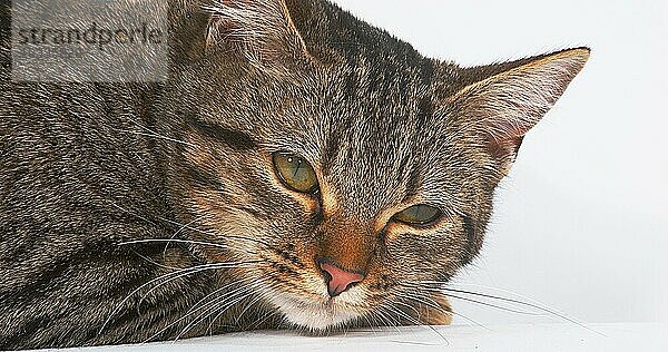 Braun getigerte Hauskatze  weiblich auf weißem Hintergrund