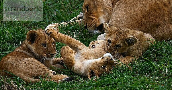 Afrikanischer Löwe (panthera leo)  Mutter und Jungtier