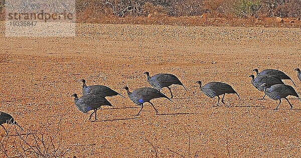 Geierperlhuhn (Acryllium vulturinum)  Gruppe im Samburu Park  Kenia  Afrika