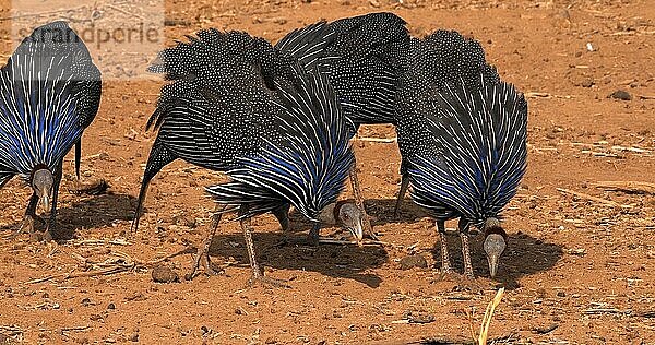 Geierperlhuhn (Acryllium vulturinum)  Gruppe im Samburu Park  Kenia  Afrika