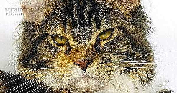 Brown Tortie Blotched Tabby und White Maine Coon Hauskatze  Nahaufnahme des Kopfes der Katze vor weißem Hintergrund  Normandie in Frankreich