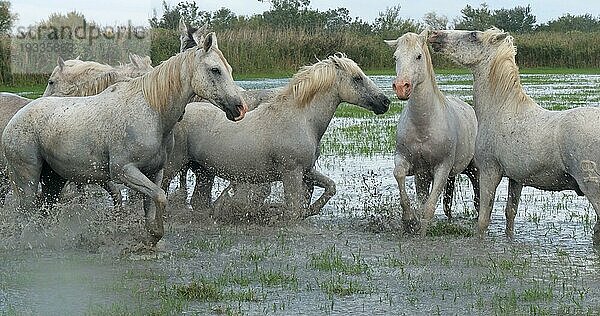 Camarguepferd Herde im Sumpf stehend  Saintes Marie de la Mer in der Camargue  in Südfrankreich