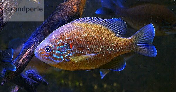 Gemeiner Sonnenbarsch (lepomis gibbosus)  erwachsen schwimmend in einem Süßwasser in Frankreich