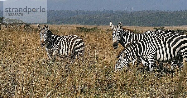 Grant's Zebra (equus burchelli) boehmi  Herde beim Grasfressen im Nairobi Park in Kenia