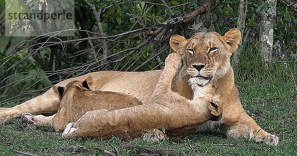 Afrikanischer Löwe (Panthera leo)  Mutter und Jungtiere  Masai Mara Park in Kenia