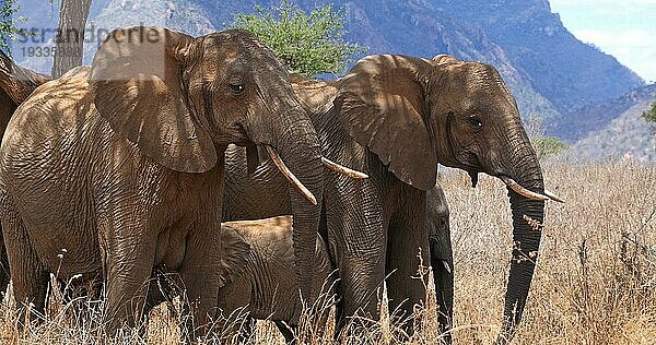 Afrikanischer Elefant (loxodonta africana)  Gruppe im Busch  Tsavo Park in Kenia