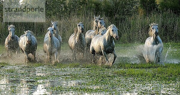 Camargue Pferd  Herde trabend oder galoppierend durch Sumpf  Saintes Marie de la Mer in der Camargue  in Südfrankreich