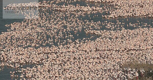 Zwergflamingo (phoenicopterus minor)  Kolonie am Bogoriasee in Kenia