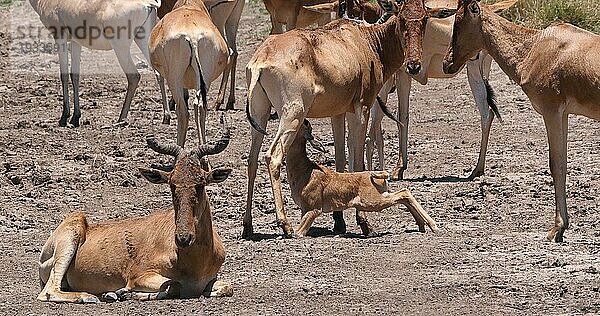 Eigentliche Kuhantilope (alcelaphus buselaphus)  Herde stehend in Savanne  Jungtier säugend  Nairobi Park in Kenia