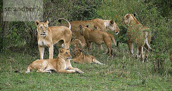 Afrikanischer Löwe (panthera leo)  Gruppe im Busch stehend  Masai Mara Park in Kenia