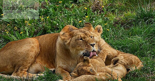 Afrikanischer Löwe (panthera leo)  Mutter und Jungtier