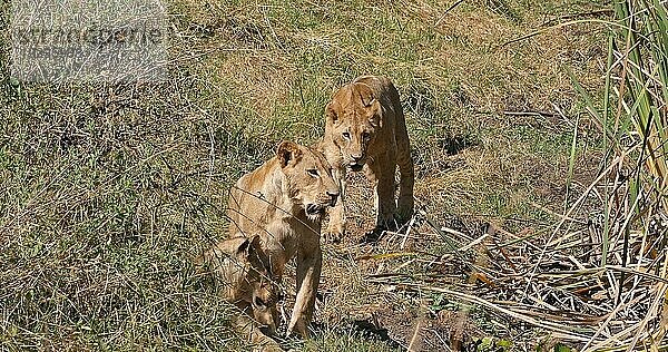 Afrikanischer Löwe (panthera leo)  Gruppe in der Savanne  Nairobi Park in Kenia