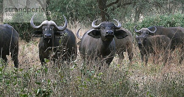 Kaffernbüffel (syncerus caffer)  stehende Herde in der Savanne  Tsavo Park in Kenia