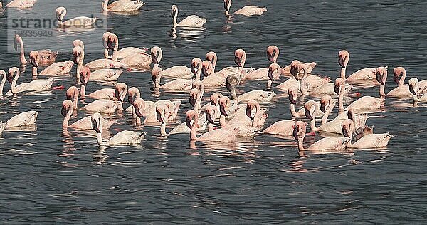 Zwergflamingo (phoenicopterus minor)  Kolonie am Bogoriasee in Kenia