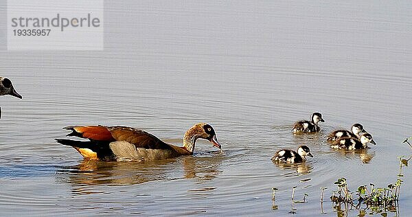 Nilgans (alopochen aegyptiacus)  adult und Gänseküken  Masai Mara Park in Kenia