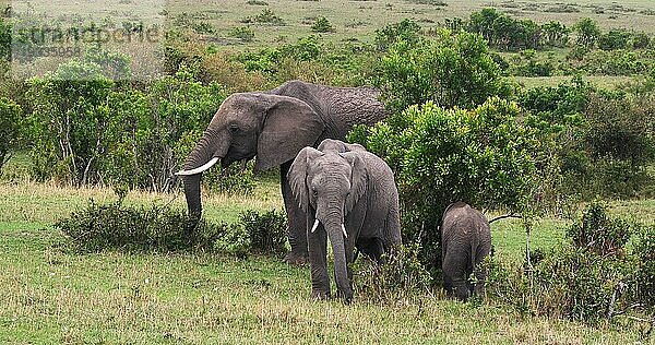 Afrikanischer Elefant (loxodonta africana)  Gruppe im Busch  Masai Mara Park in Kenia