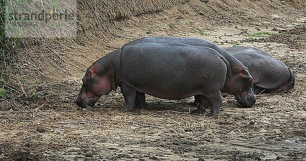 Nilpferd (hippopotamus amphibius)  Gruppe ruht am Fluss  Masai Mara Park in Kenia