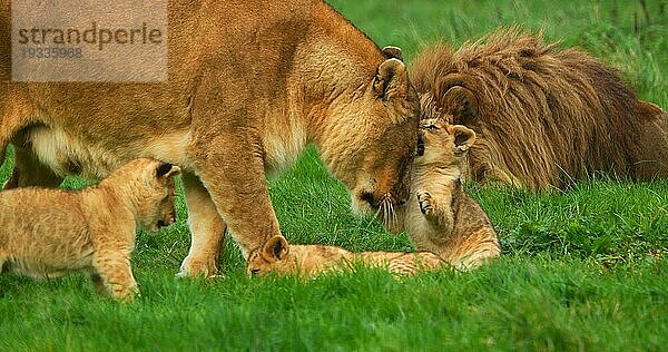 Afrikanischer Löwe (panthera leo)  Gruppe mit Männchen  Weibchen und Jungtier