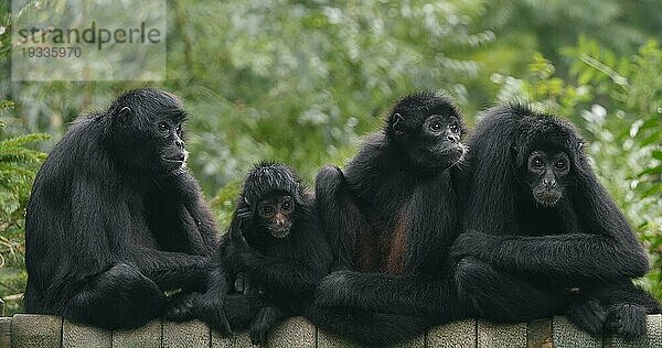 Braunhaariger Klammeraffe (ateles) fusciceps rufiventris  Gruppe von Adullts auf einem Ast stehend