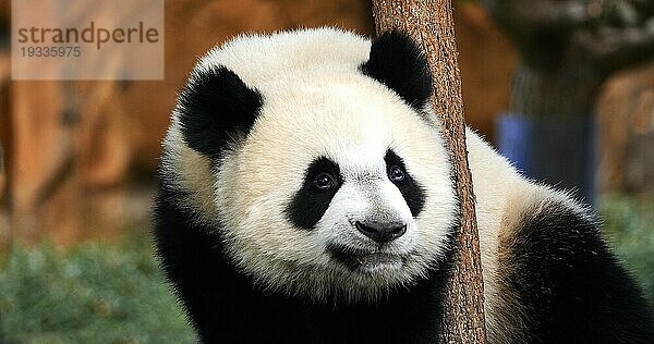 Großer Panda (ailuropoda melanoleuca)  Porträt eines erwachsenen Tieres  Zoo Beauval in Frankreich
