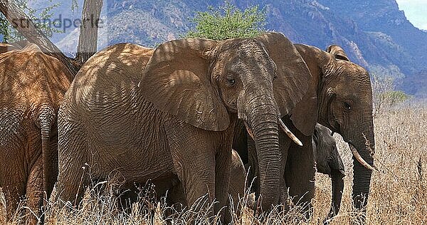 Afrikanischer Elefant (loxodonta africana)  Gruppe im Busch  Tsavo Park in Kenia