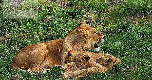 Afrikanischer Löwe (panthera leo)  Mutter und Jungtier