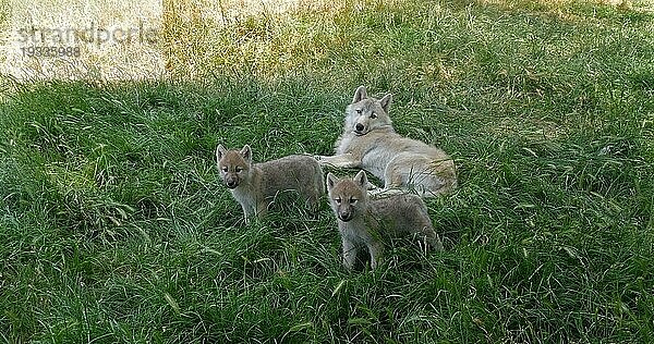 Polarwolf (canis lupus tundrarum)  Mutter spielt mit Jungtier