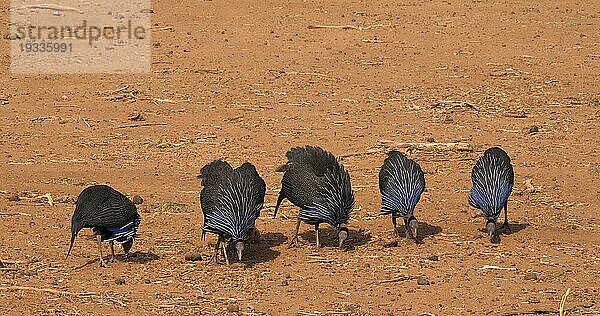 Geierperlhuhn (Acryllium vulturinum)  Gruppe im Samburu Park  Kenia  Afrika