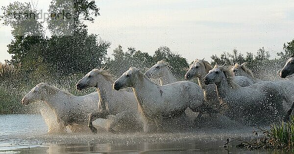 Camargue Pferd  Herde trabend oder galoppierend durch Sumpf  Saintes Marie de la Mer in der Camargue  in Südfrankreich