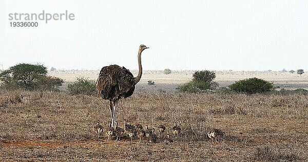 Afrikanischer Strauß (struthio camelus)  Weibchen und Küken beim Spaziergang durch die Savanne  Nairobi National Park in Kenia