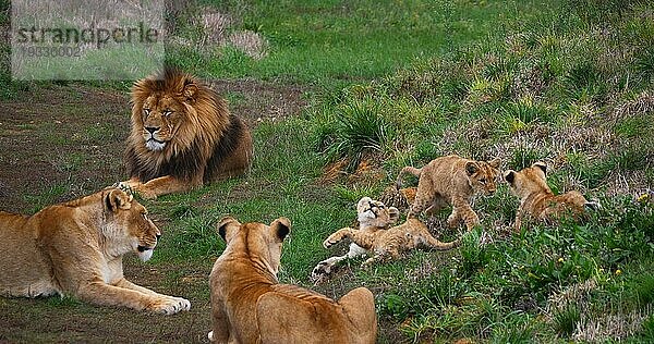 Afrikanischer Löwe (panthera leo)  Gruppe mit Männchen  Weibchen und Jungtier