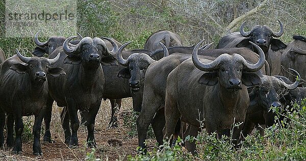 Kaffernbüffel (syncerus caffer)  stehende Herde in der Savanne  Tsavo Park in Kenia