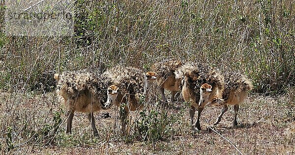 Afrikanischer Strauß (struthio camelus)  Küken wandern durch die Savanne  Nairobi National Park in Kenia