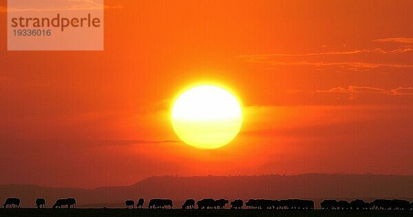 Kaffernbüffel (syncerus Caffer)  bei Sonnenuntergang  Masai Mara Park in Kenia