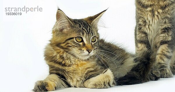 Brown Tortie Blotched Tabby Maine Coon  Hauskatze  Portrait eines Kätzchens vor weißem Hintergrund