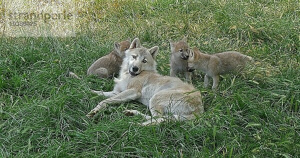 Polarwolf (canis lupus tundrarum)  Mutter spielt mit Jungtier