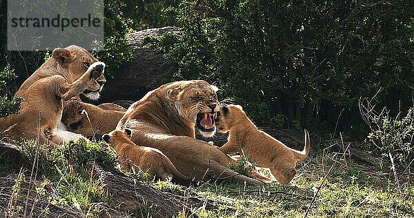 Afrikanischer Löwe (Panthera leo)  Mutter und Jungtiere  Masai Mara Park in Kenia