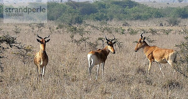 Eigentliche Kuhantilope (alcelaphus buselaphus)  stehende Herde in der Savanne  Masai Mara Park  Kenia  Afrika