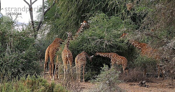 Masaigiraffe (giraffa camelopardalis tippelskirchi)  Gruppe stehend in Savanne  Masai Mara Park in Kenia